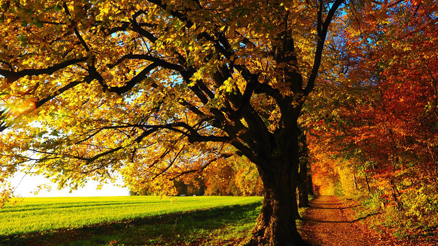 eine Herbstlandschaft