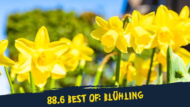 blühende Märzenbecher